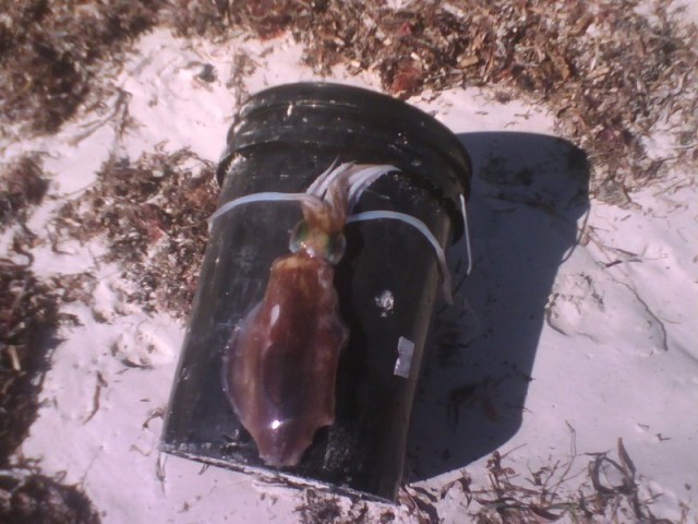 lancelin squid 